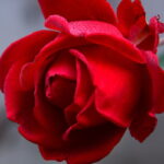 Rose Fragrance Oil