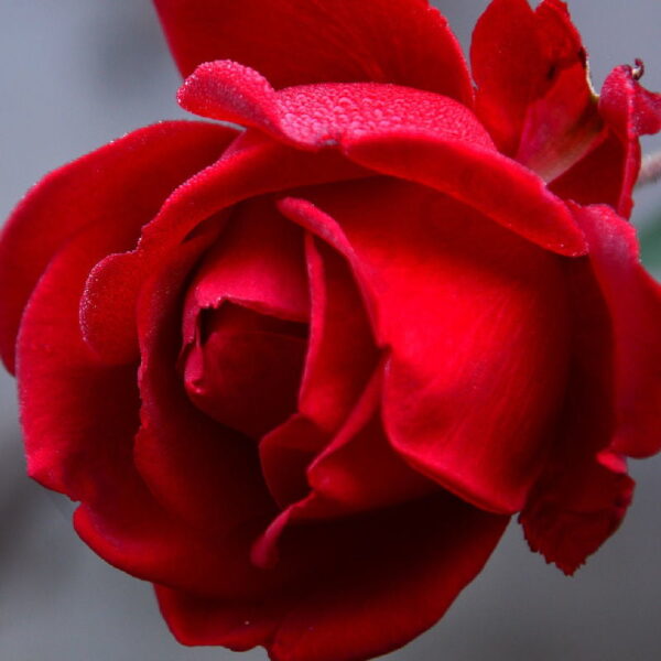 Rose Fragrance Oil