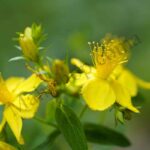 St Johns Wort Essential Oil