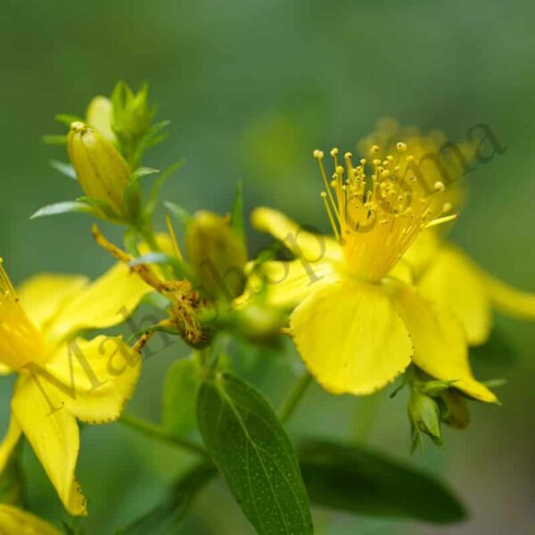 St Johns Wort Essential Oil