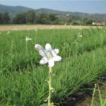 Tuberose Floral Absolute