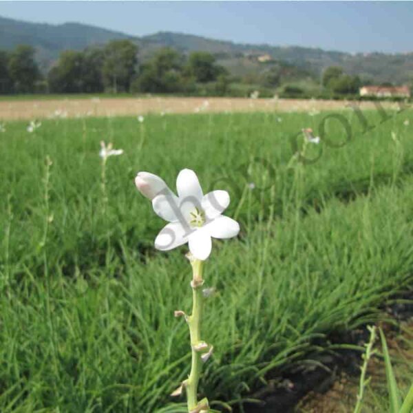 Tuberose Floral Absolute