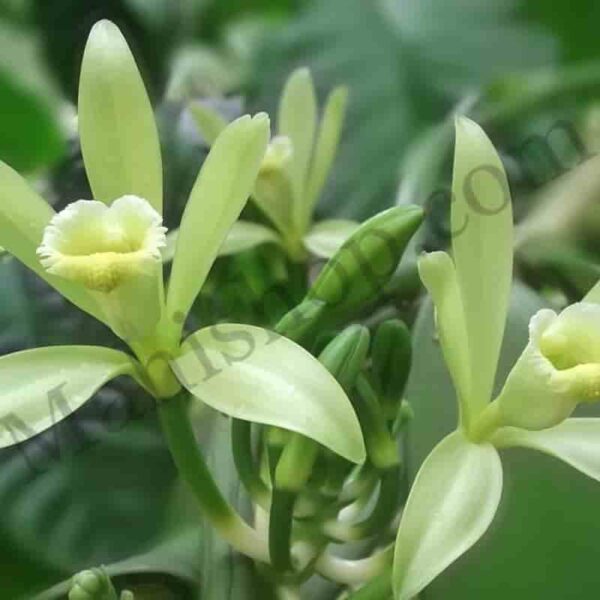 Vanilla Essential Oil