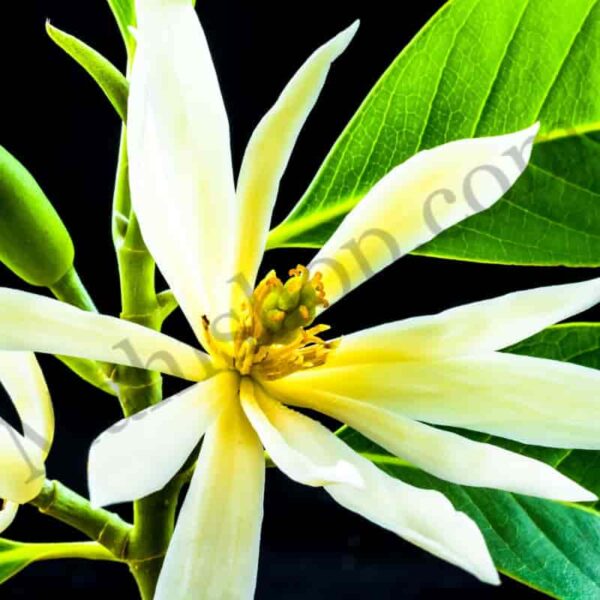 White Champaca Floral Absolute