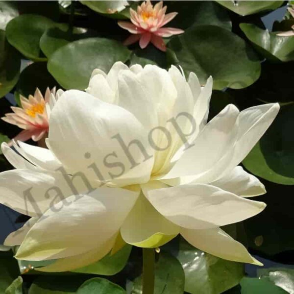 White Lotus Floral Absolute