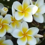 Frangipani Fragrance Oil