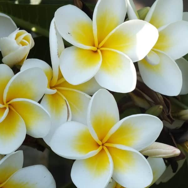 Frangipani Fragrance Oil