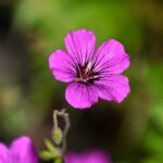 Geranium Fragrance Oil