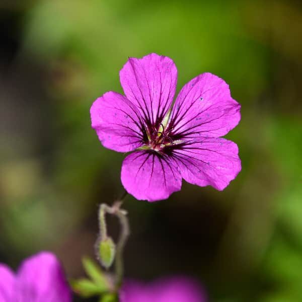 Geranium Fragrance Oil