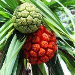 Kewra Fragrance Oil