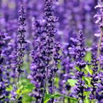 Lavender Fragrance Oil