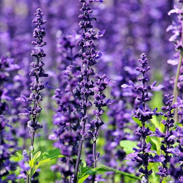 Lavender Fragrance Oil