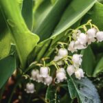 Lily Of The Valley Fragrance Oil