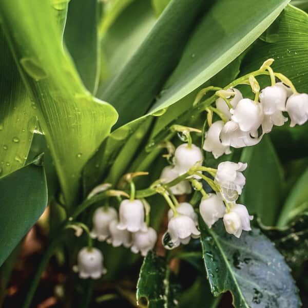 Lily Of The Valley Fragrance Oil