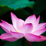 Lotus Fragrance Oil