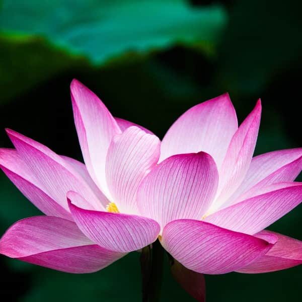 Lotus Fragrance Oil