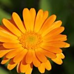 Marigold Fragrance Oil