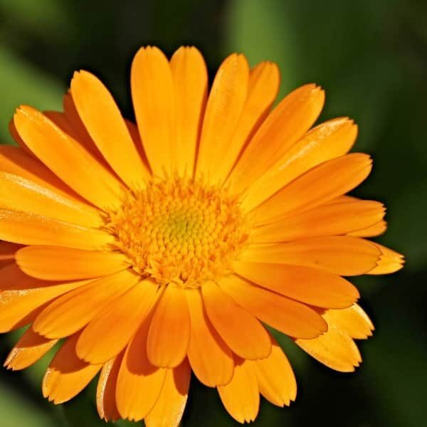 Marigold Fragrance Oil