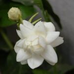 Mogra Fragrance Oil