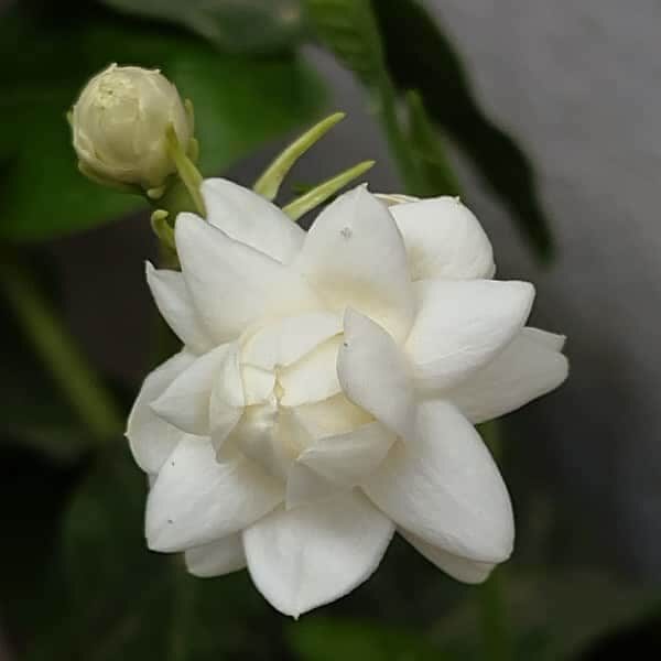 Mogra Fragrance Oil