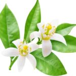 Neroli Fragrance Oil