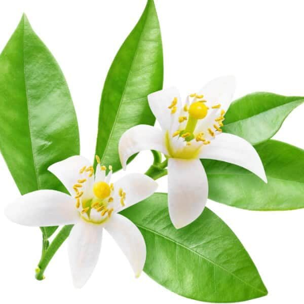 Neroli Fragrance Oil