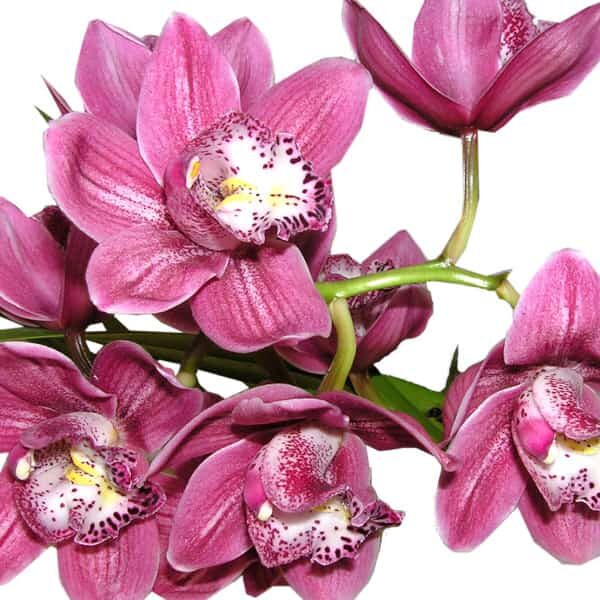 Orchid Fragrance Oil