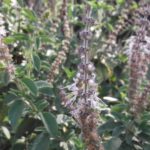 Patchouli Fragrance Oil