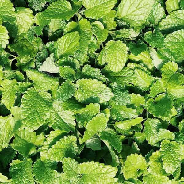 Spearmint Fragrance Oil