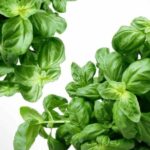 Tulsi Fragrance Oil