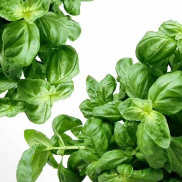 Tulsi Fragrance Oil