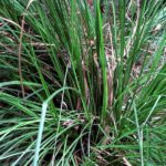 Vetiver Fragrance Oil