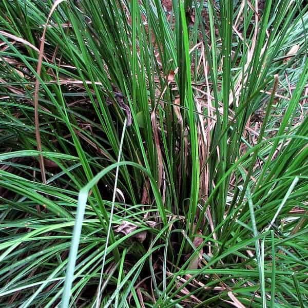 Vetiver Fragrance Oil