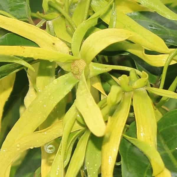 Ylang Ylang Fragrance Oil