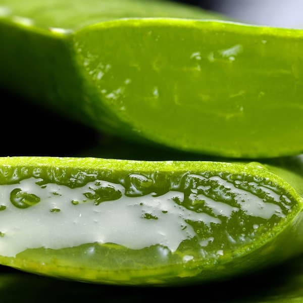 Aloe Vera Fragrance Oil