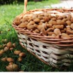 Bitter Almond Fragrance Oil