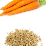 Carrot Seed Infused Oil