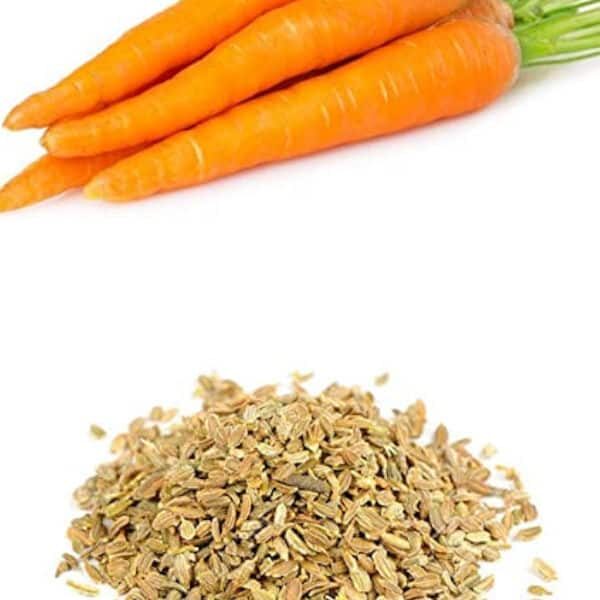 Carrot Seed Infused Oil