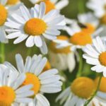 Chamomile Infused Oil