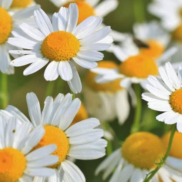 Chamomile Infused Oil
