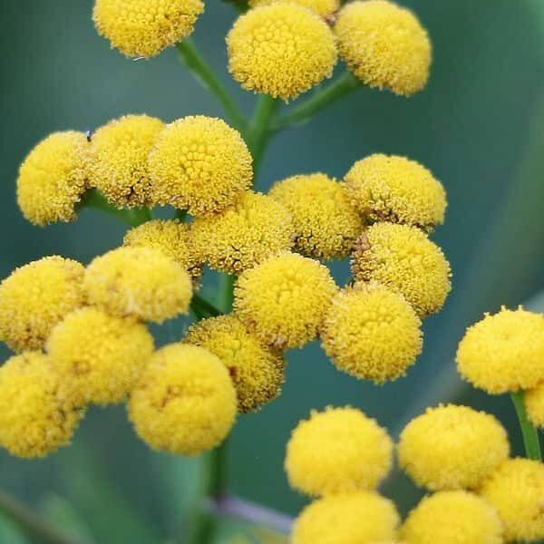 Helichrysum Infused Oil