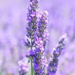 Lavender Infused Oil
