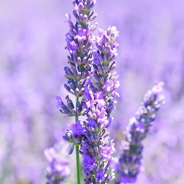 Lavender Infused Oil