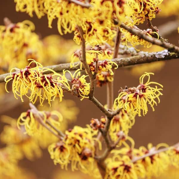 Witch Hazel Infused Oil