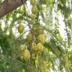 Amla Oil Infused