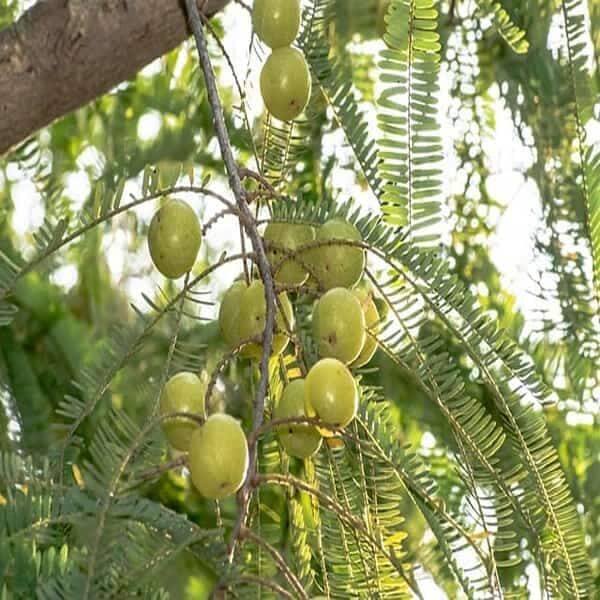Amla Oil Infused