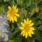 Arnica Oil Infused