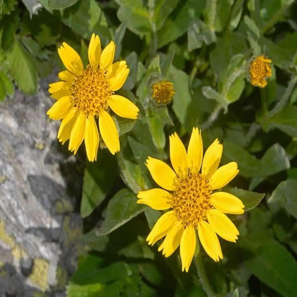 Arnica Oil Infused