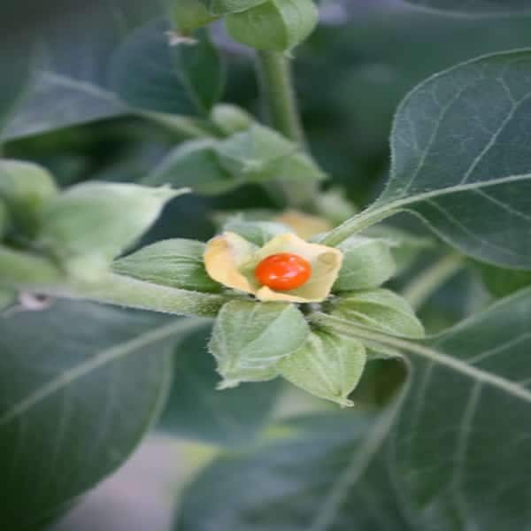 Ashwagandha Oil Infused