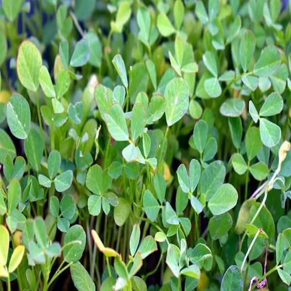 Fenugreek Oil Infused
